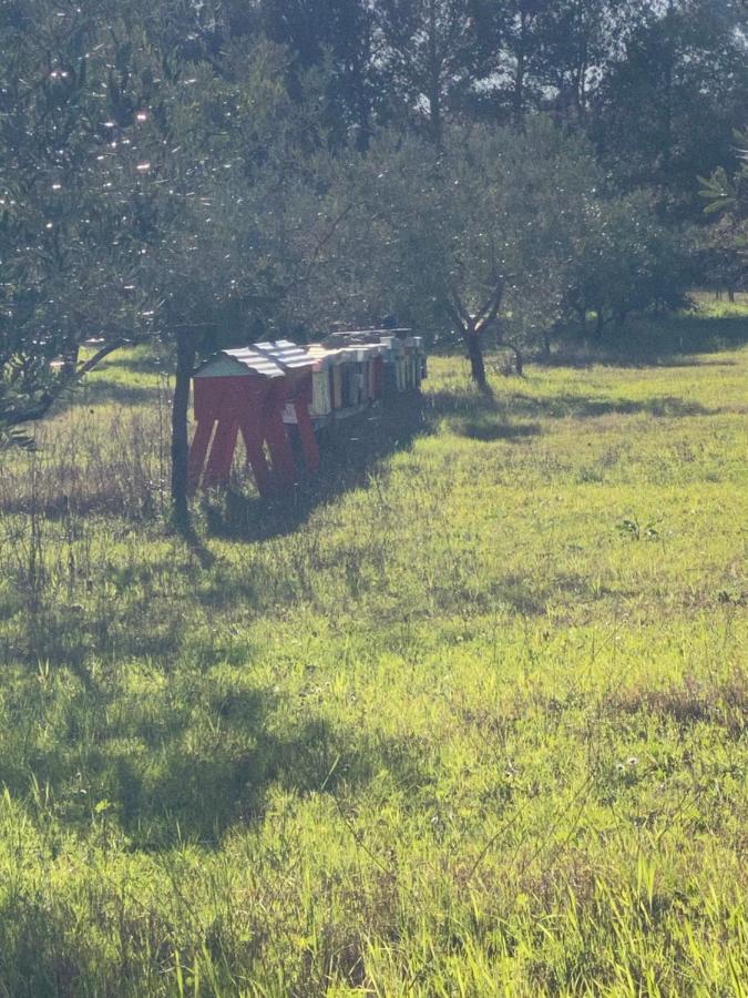 Agriturismo Le Biricoccole Vada Kültér fotó
